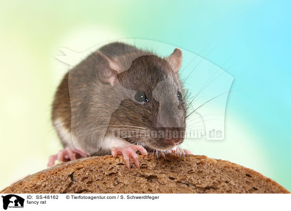 Farbratte / fancy rat / SS-48162