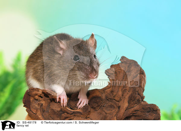 Farbratte / fancy rat / SS-48178