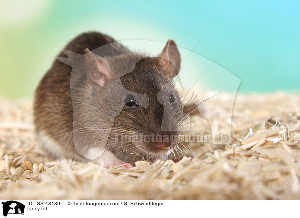 Farbratte / fancy rat / SS-48189