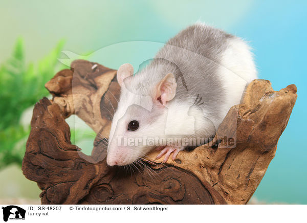 fancy rat / SS-48207