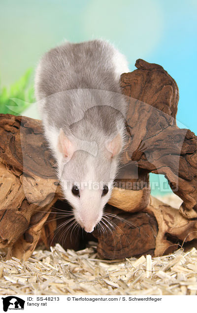 Farbratte / fancy rat / SS-48213