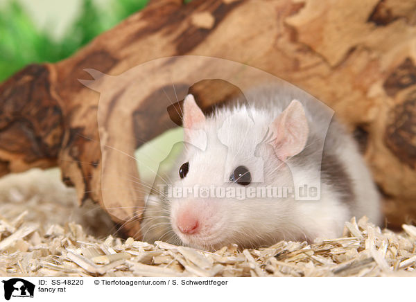 Farbratte / fancy rat / SS-48220