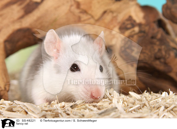 Farbratte / fancy rat / SS-48221