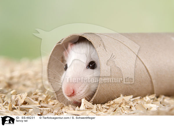 Farbratte / fancy rat / SS-48231