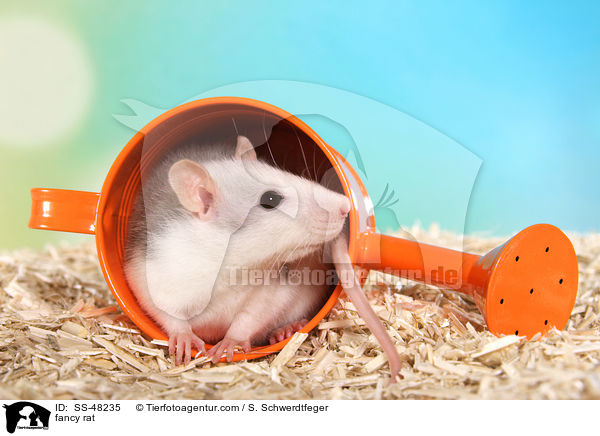 Farbratte / fancy rat / SS-48235