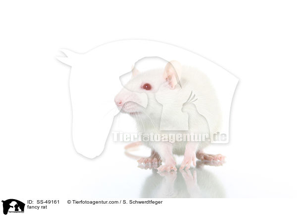 Farbratte / fancy rat / SS-49161