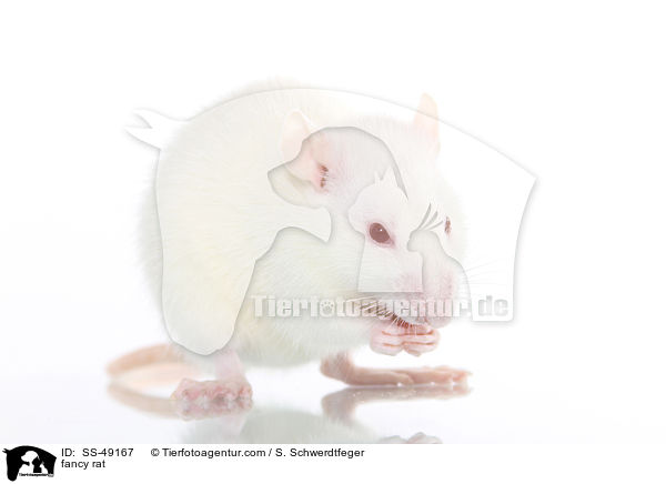 Farbratte / fancy rat / SS-49167