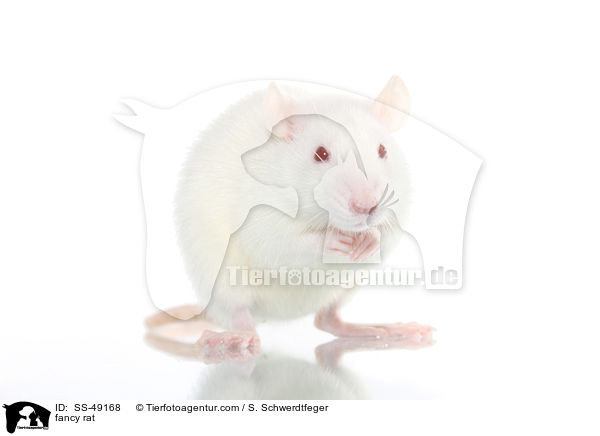 Farbratte / fancy rat / SS-49168