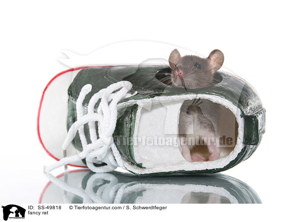 fancy rat / SS-49818