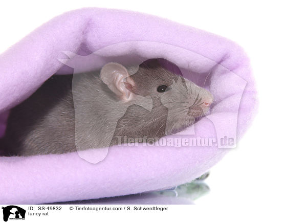 Farbratte / fancy rat / SS-49832