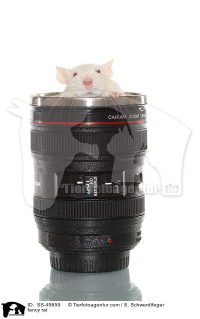 Farbratte / fancy rat / SS-49859