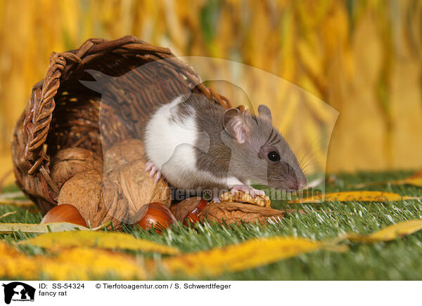 Farbratte / fancy rat / SS-54324