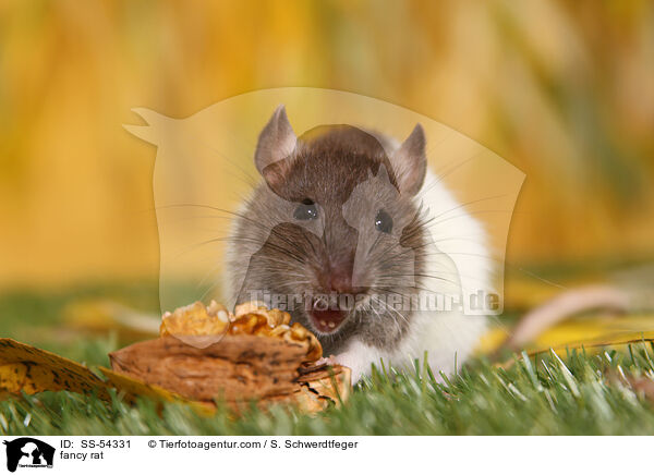 Farbratte / fancy rat / SS-54331