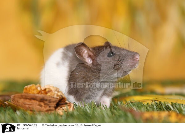 Farbratte / fancy rat / SS-54332