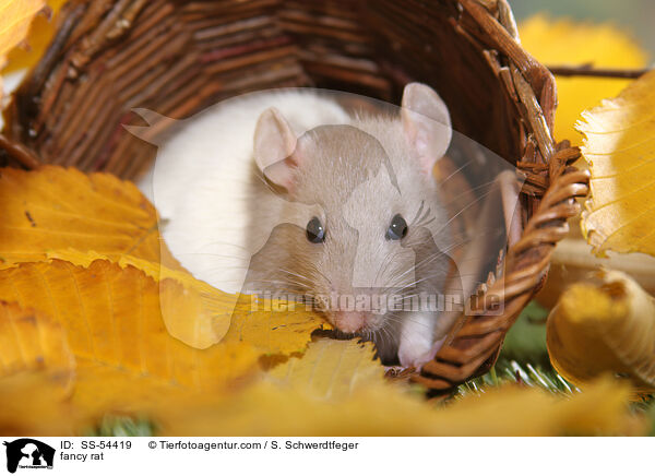 Farbratte / fancy rat / SS-54419