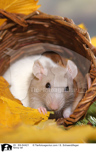 Farbratte / fancy rat / SS-54421