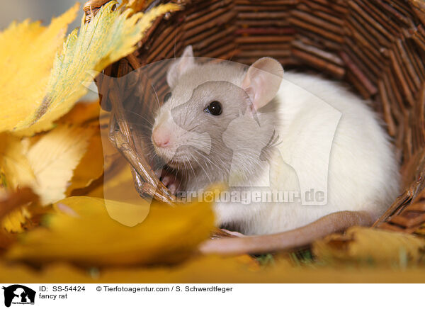 Farbratte / fancy rat / SS-54424