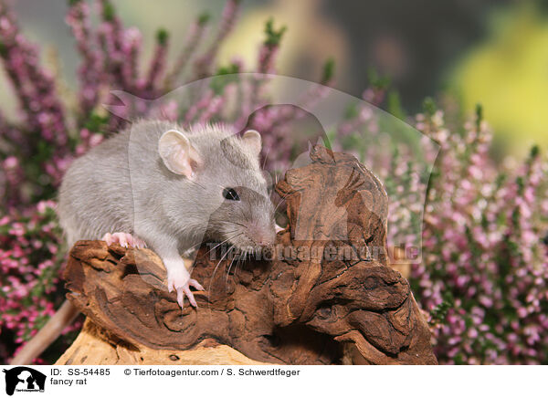 Farbratte / fancy rat / SS-54485