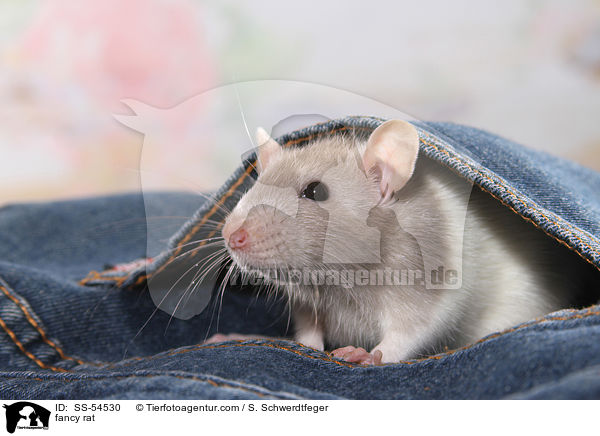 Farbratte / fancy rat / SS-54530