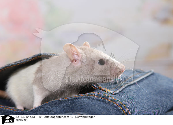 Farbratte / fancy rat / SS-54533