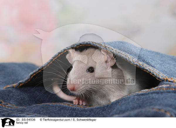 Farbratte / fancy rat / SS-54536