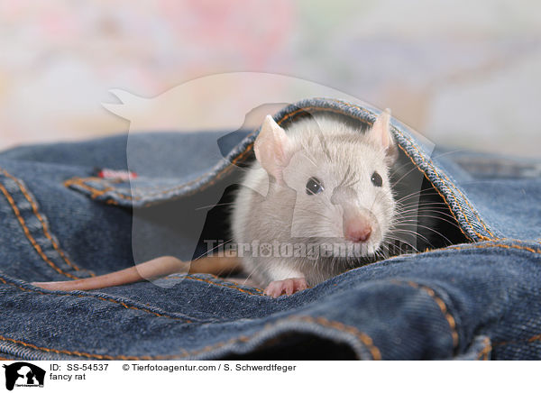 Farbratte / fancy rat / SS-54537