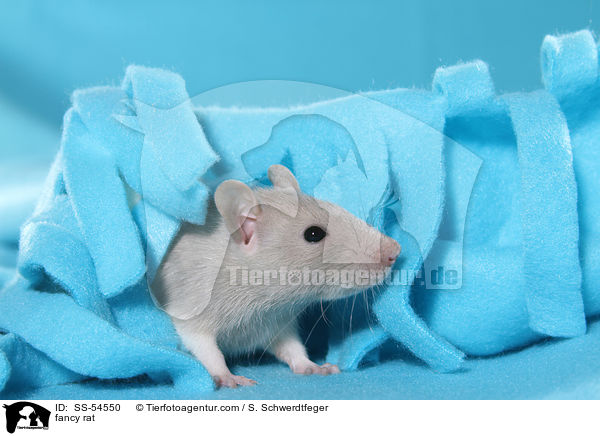 Farbratte / fancy rat / SS-54550