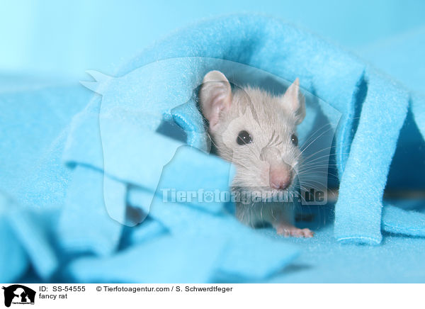 Farbratte / fancy rat / SS-54555