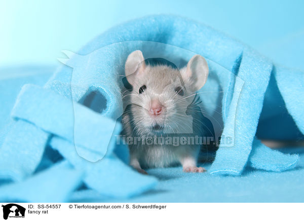 Farbratte / fancy rat / SS-54557