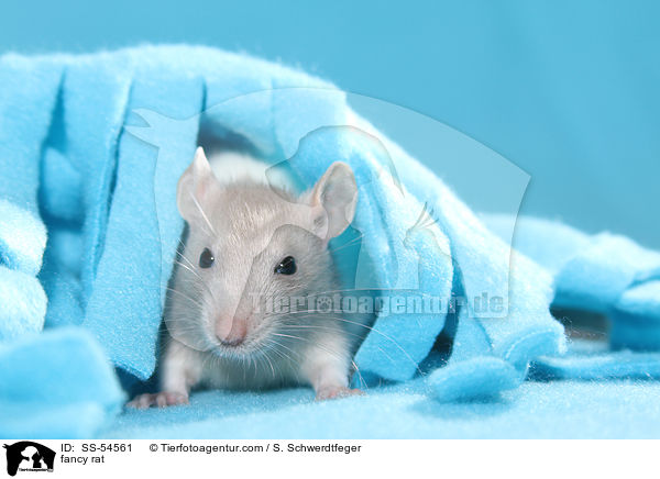 Farbratte / fancy rat / SS-54561