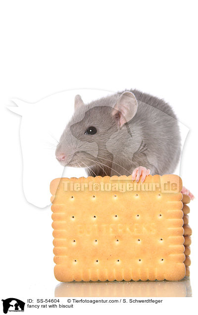 Farbratte mit Keks / fancy rat with biscuit / SS-54604