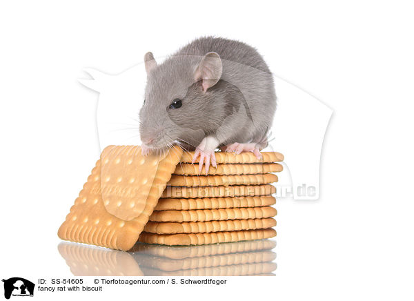 Farbratte mit Keks / fancy rat with biscuit / SS-54605