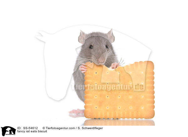 Farbratte frisst Keks / fancy rat eats biscuit / SS-54612