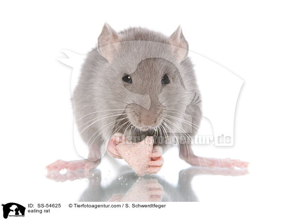 fressende Ratte / eating rat / SS-54625