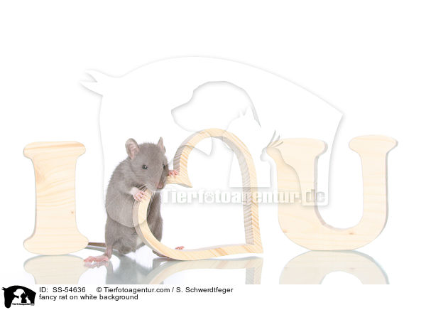 Farbratte auf weiem Hintergrund / fancy rat on white background / SS-54636