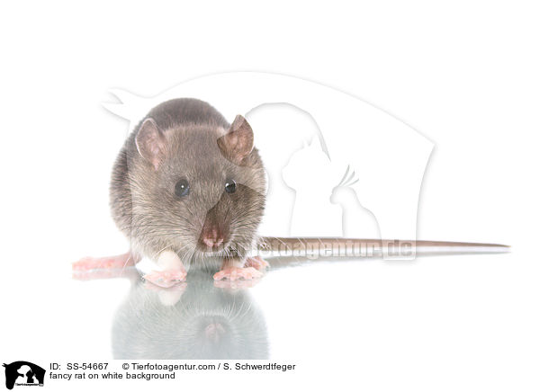 fancy rat on white background / SS-54667