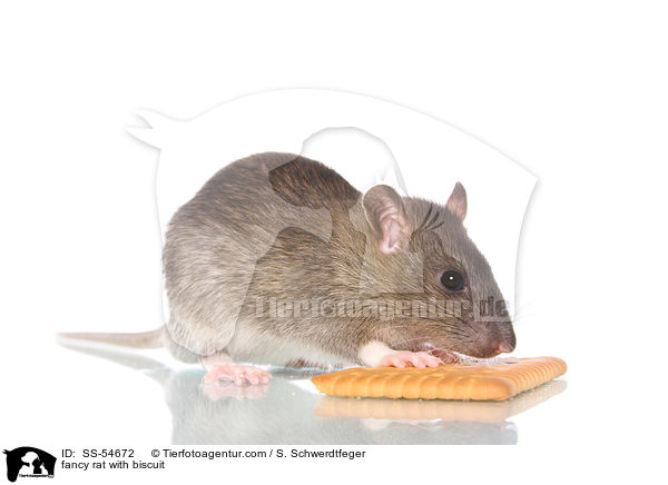 Farbratte mit Keks / fancy rat with biscuit / SS-54672