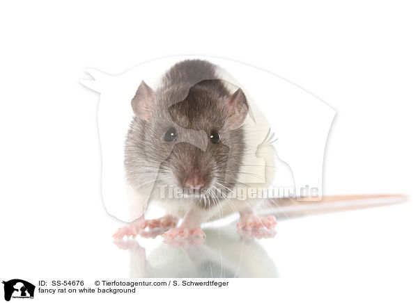 Farbratte auf weiem Hintergrund / fancy rat on white background / SS-54676