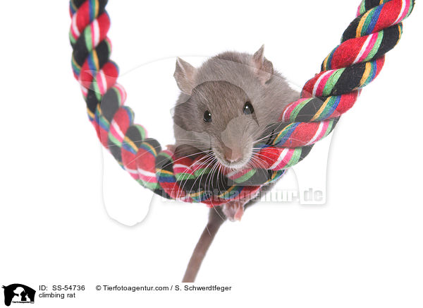 kletternde Ratte / climbing rat / SS-54736
