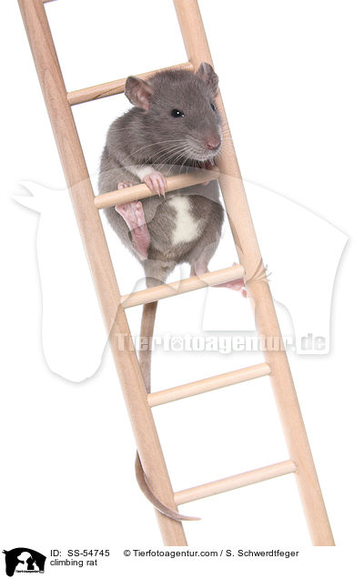 kletternde Ratte / climbing rat / SS-54745