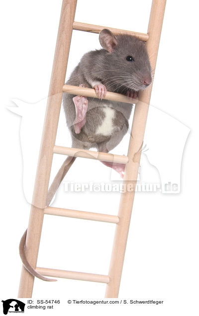 kletternde Ratte / climbing rat / SS-54746