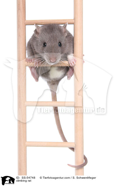 kletternde Ratte / climbing rat / SS-54748