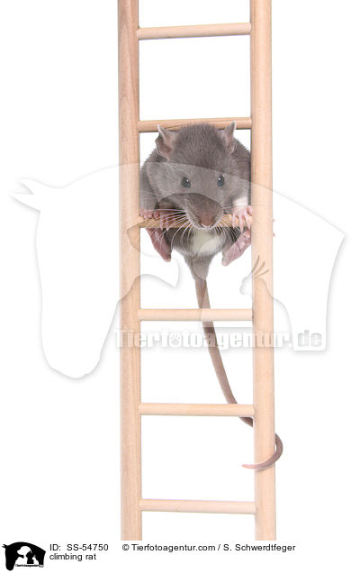 kletternde Ratte / climbing rat / SS-54750