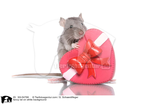 Farbratte auf weiem Hintergrund / fancy rat on white background / SS-54766
