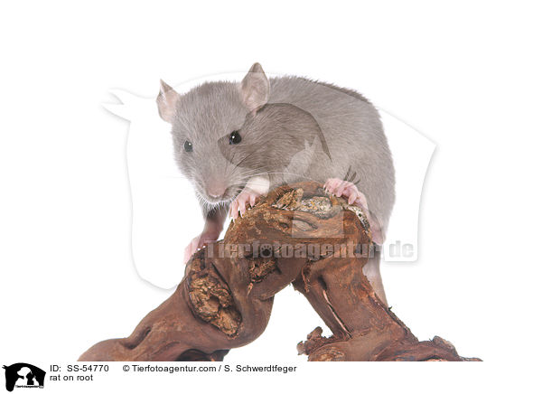Ratte auf Wurzel / rat on root / SS-54770