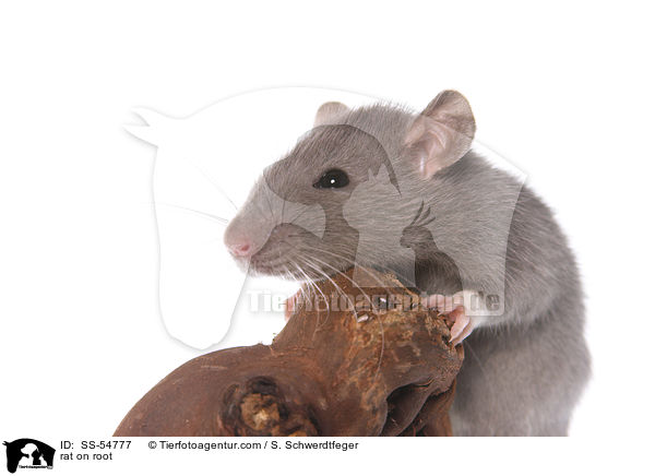 Ratte auf Wurzel / rat on root / SS-54777