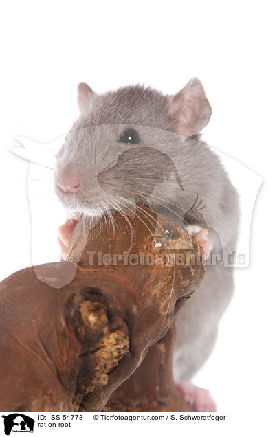 Ratte auf Wurzel / rat on root / SS-54778