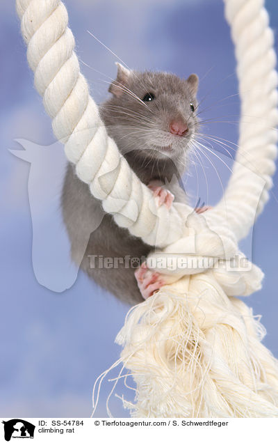 kletternde Ratte / climbing rat / SS-54784