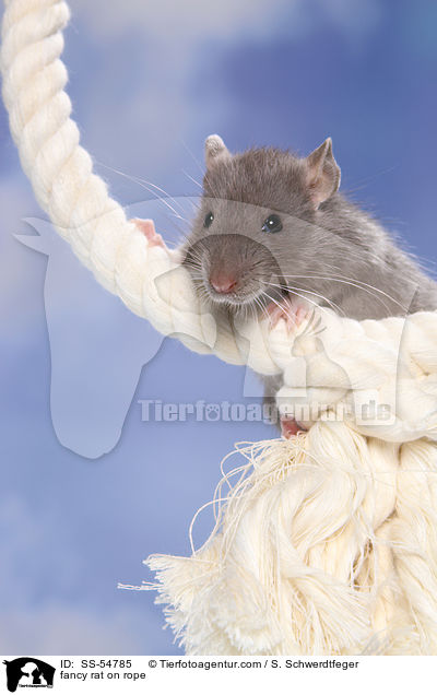 Farbratte auf Seil / fancy rat on rope / SS-54785