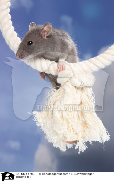 kletternde Ratte / climbing rat / SS-54788